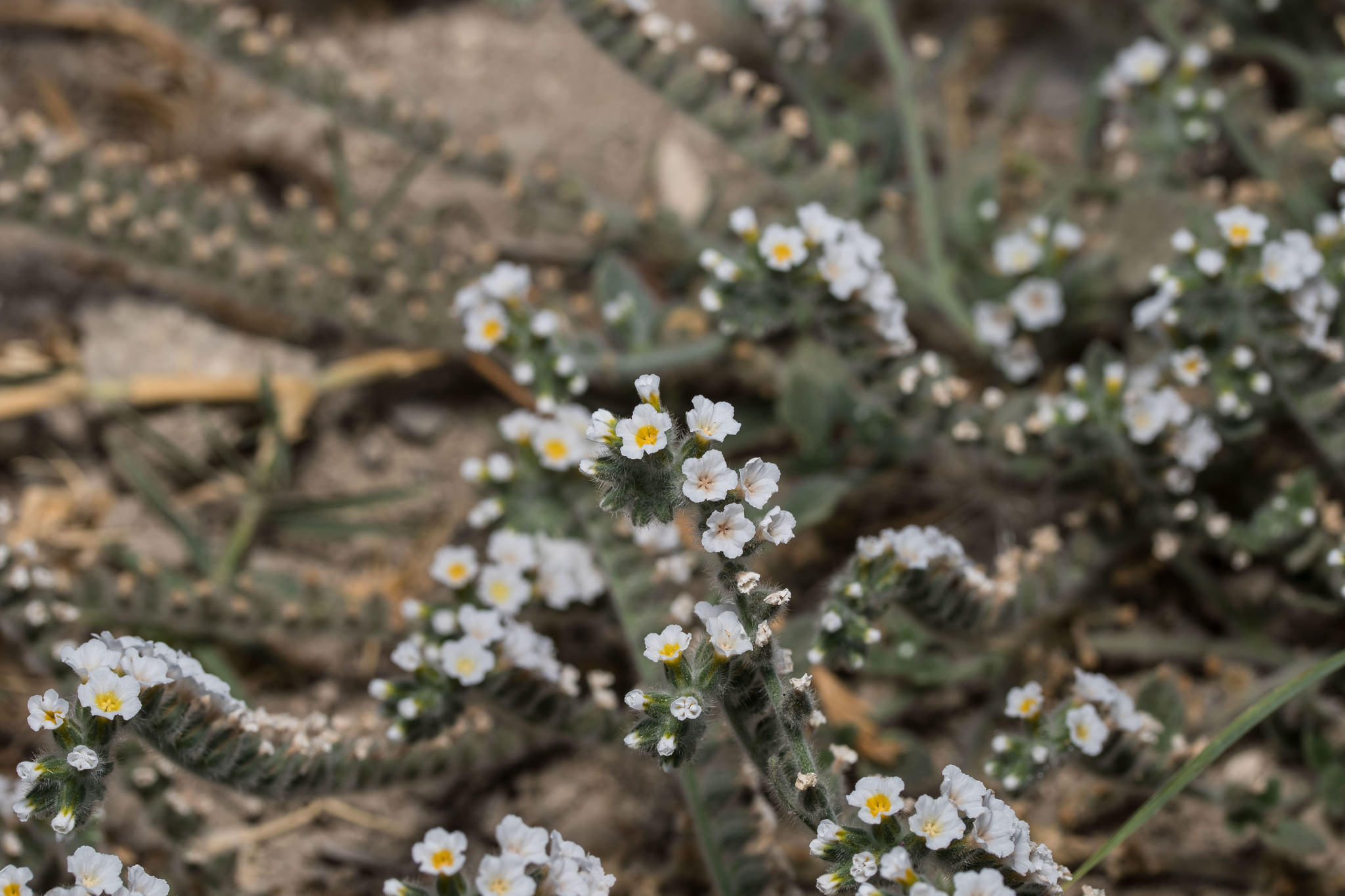 Heliotropium sp.